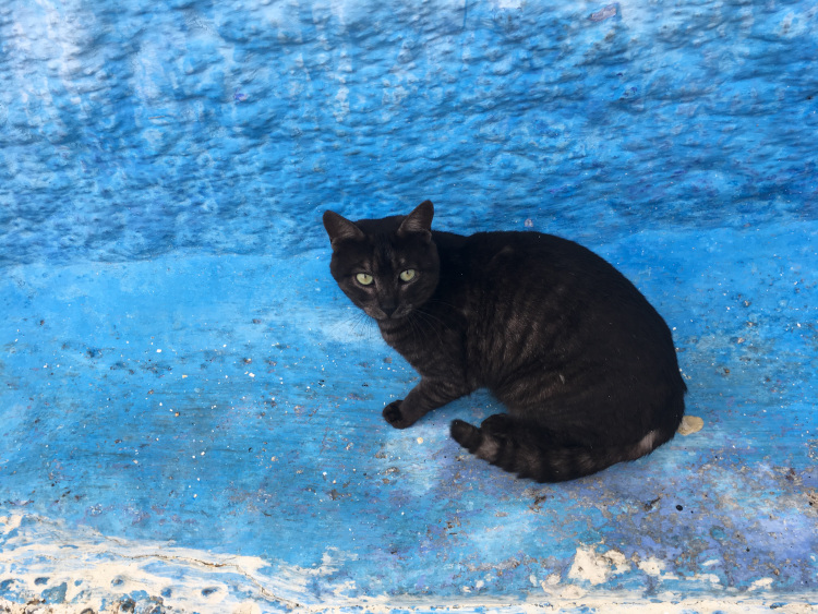 Chat - Chefchaouen