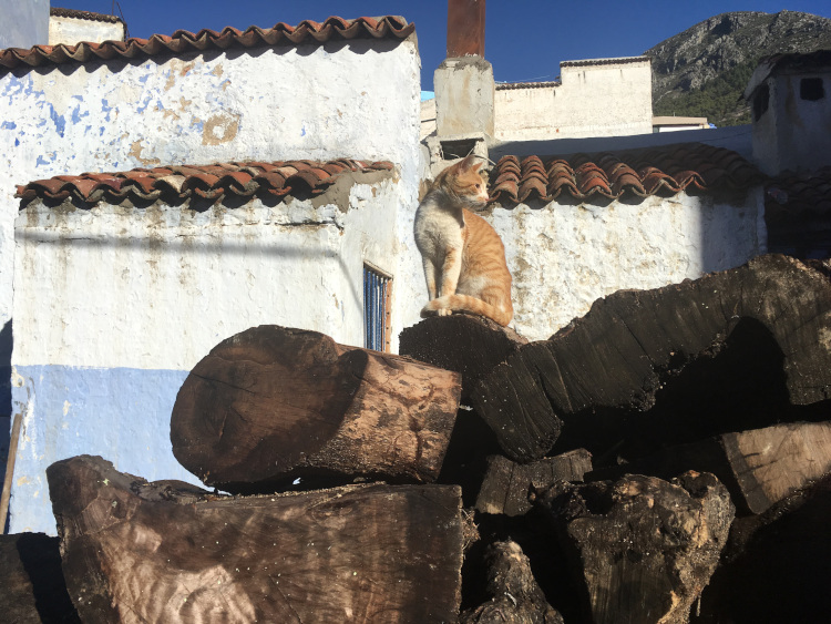 Chat sur tas de bois - Chefchaouen