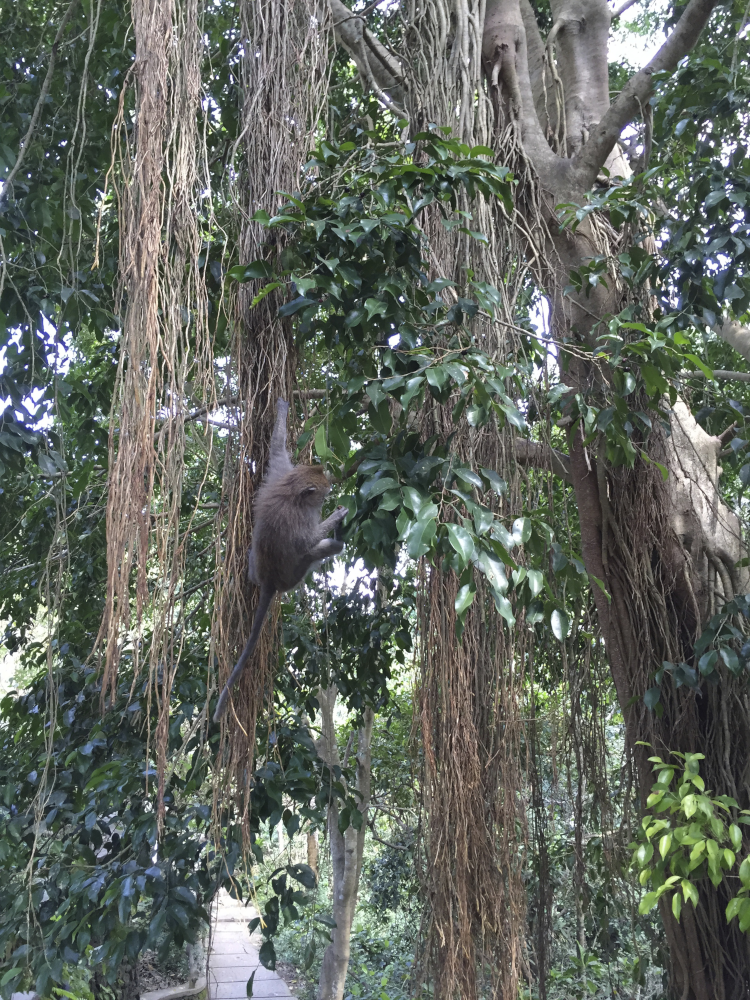 Monkey Forest - Bali