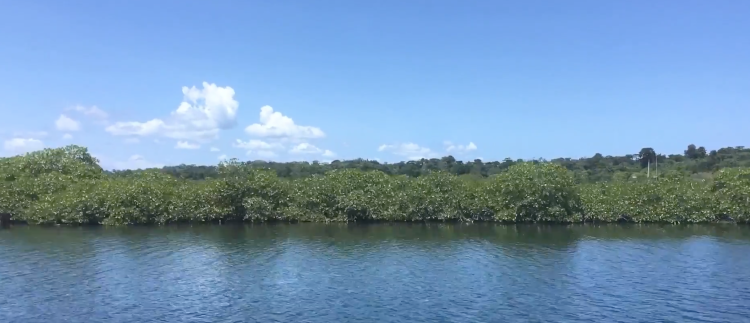 Vue sur la mangrove