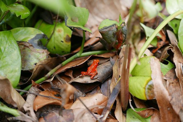 Red frog - photo issue de Pixabay (je n'avais pas mon appareil photo)