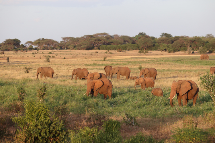 Photo prise lors de notre safari