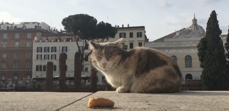 Chat devant le sanctuaire Torre Argentina