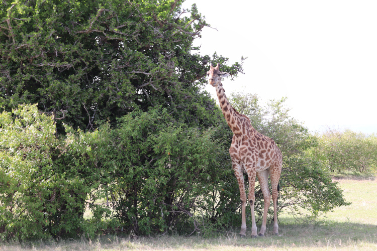 Girafe au Masaï Mara