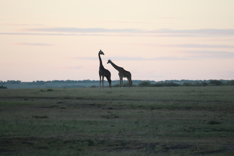 Girafes dans la lumière du matin