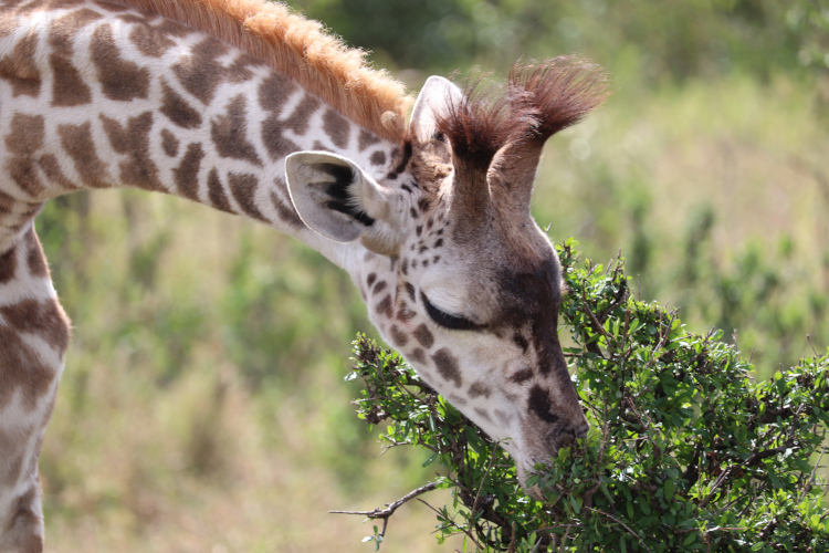 Girafon au Masaï Mara