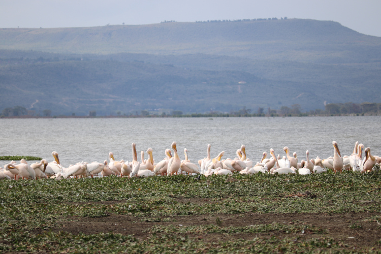 Pélicans du Lac Naivasha