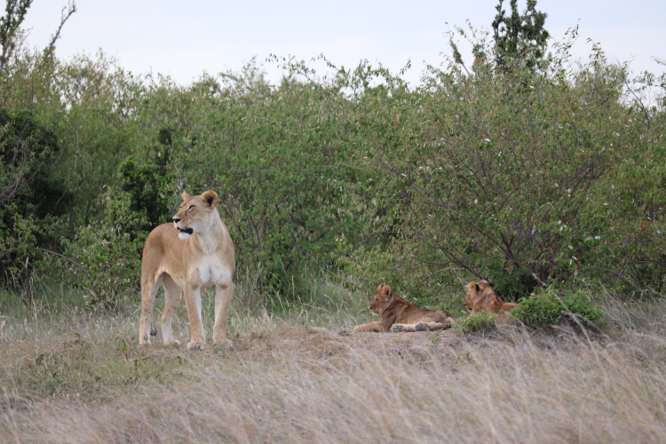 Lionnes du Masaï Mara