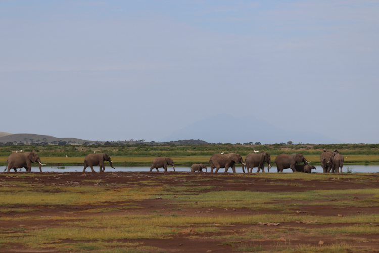 Éléphants au parc Amboseli