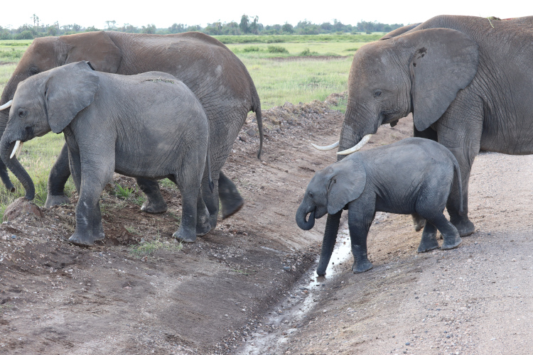 Éléphants au parc Amboseli