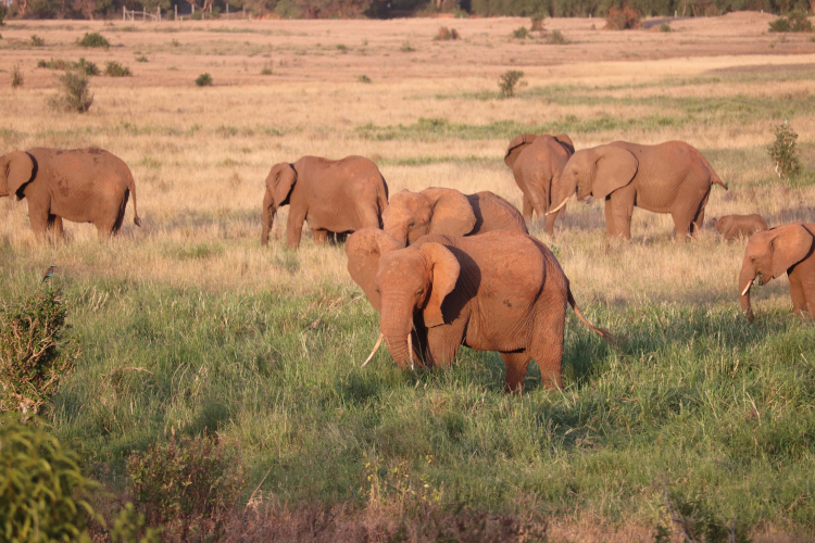 Éléphants au Tsavo Est