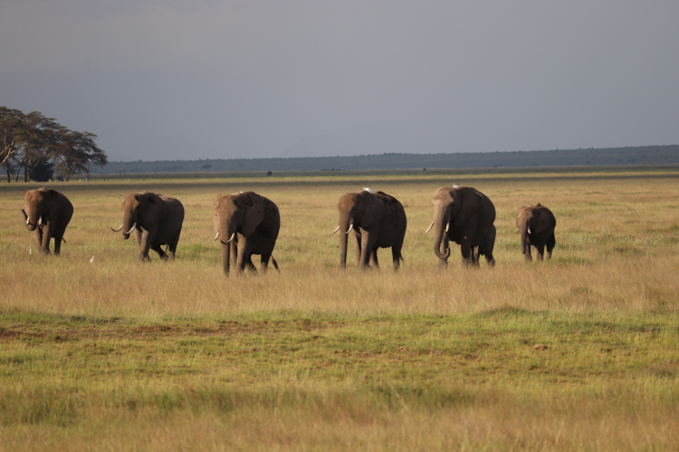 Éléphants au parc Amboseli